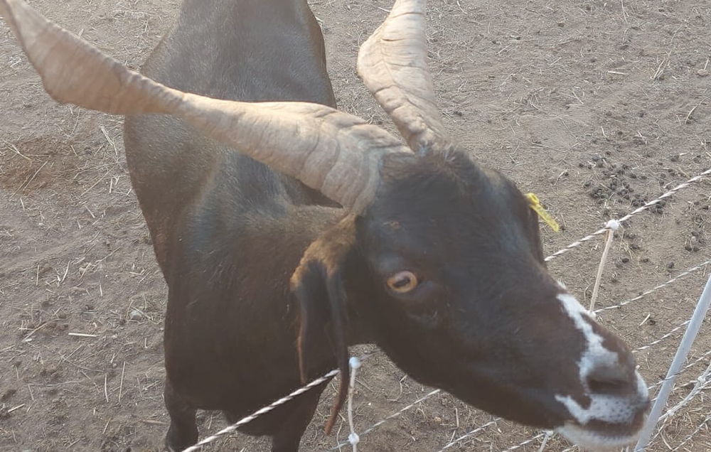 Goats Scherpenzeel 🐐