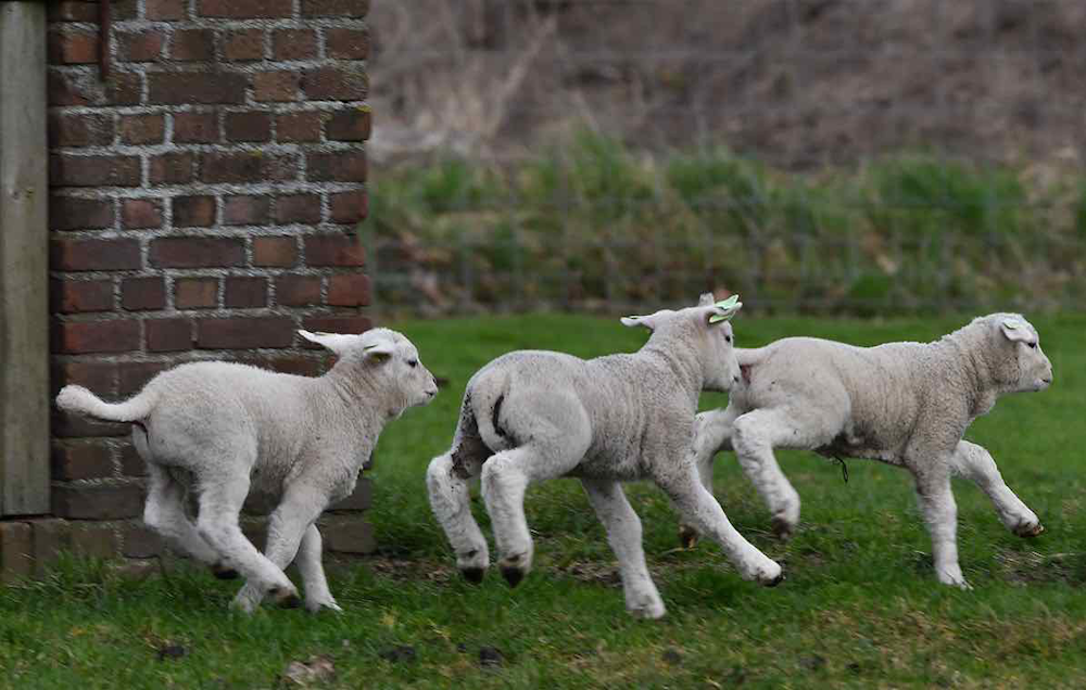 Eredivisie lammetjes🐑🐑