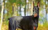 Dobermann